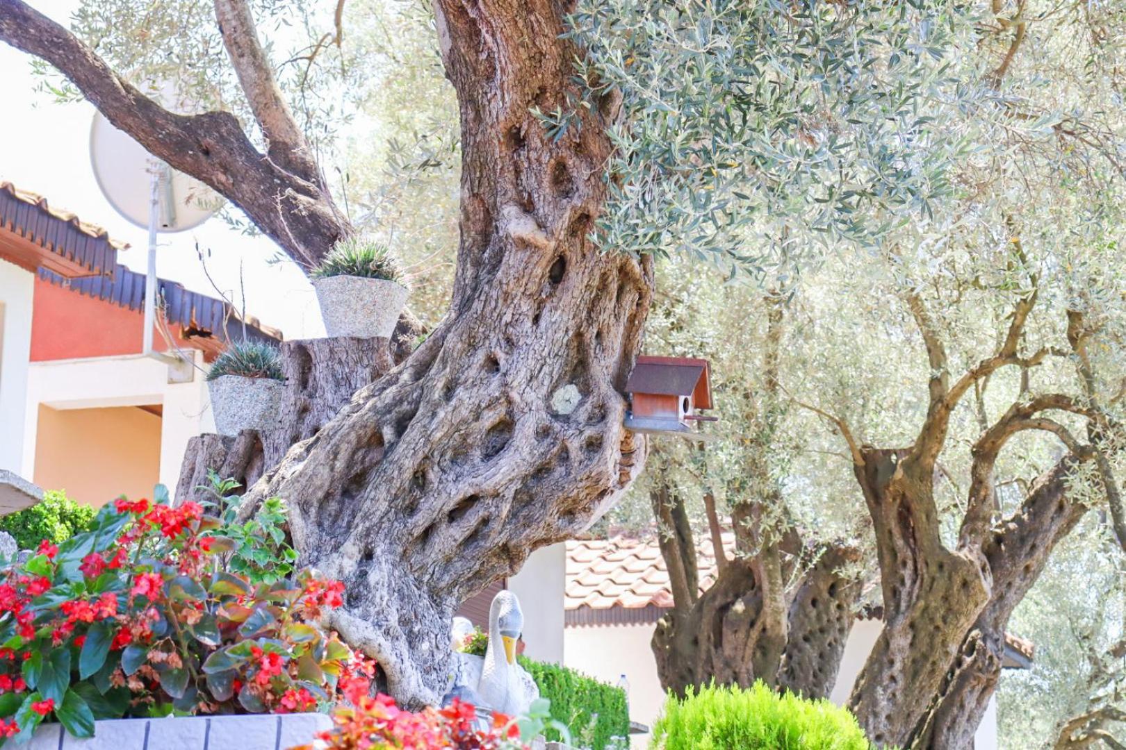 Hilja's Oliven Garden Bungalows Ulcinj Exterior foto